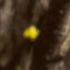 Forsythia suspensa, flowers