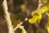Forsythia suspensa, flowers