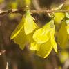 Forsythia suspensa, flowers