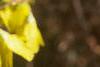 Forsythia suspensa, flowers