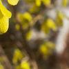 Forsythia suspensa, flowers