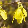 Forsythia suspensa, flowers