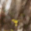 Forsythia suspensa, flowers