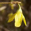 Forsythia suspensa, flowers