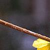 Forsythia suspensa, flowers