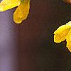 Forsythia suspensa, flowers