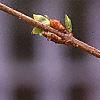 Forsythia suspensa, flowers