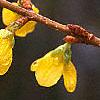 Forsythia suspensa, flowers
