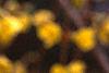 Forsythia suspensa, flowers
