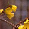 Forsythia suspensa, flowers