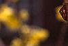 Forsythia suspensa, flowers