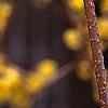 Forsythia suspensa, flowers