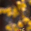 Forsythia suspensa, flowers