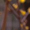 Forsythia suspensa, flowers