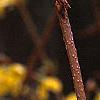 Forsythia suspensa, flowers