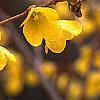 Forsythia suspensa, flowers