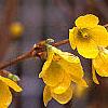 Forsythia suspensa, flowers
