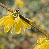 Forsythia suspensa, flowers