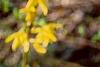 Forsythia suspensa, flowers