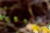 Forsythia suspensa, flowers