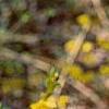 Forsythia suspensa, flowers