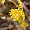 Forsythia suspensa, flowers