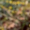 Forsythia suspensa, flowers