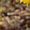 Forsythia suspensa, flowers