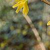 Forsythia suspensa, flowers