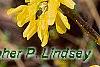 Forsythia suspensa, flowers