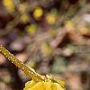 Forsythia suspensa, flowers