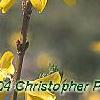 Forsythia 'Tremonia', flowers