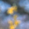 Forsythia 'Tremonia', flowers