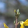 Forsythia 'Tremonia', flowers