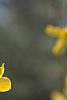Forsythia 'Tremonia', flowers