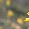 Forsythia 'Tremonia', flowers