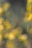 Forsythia 'Tremonia', flowers