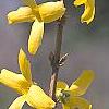 Forsythia 'Tremonia', flowers