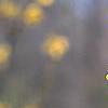 Forsythia 'Tremonia', flowers