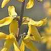 Forsythia 'Tremonia', flowers