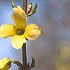 Forsythia 'Tremonia', flowers