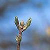 Forsythia 'Tremonia', flowers