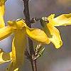 Forsythia 'Tremonia', flowers