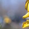 Forsythia 'Tremonia', flowers