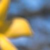 Forsythia 'Tremonia', flowers
