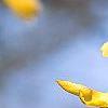 Forsythia 'Tremonia', flowers