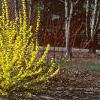 Forsythia viridissima, habit