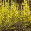 Forsythia viridissima, habit