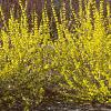 Forsythia viridissima, habit