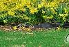 Forsythia viridissima, habit
